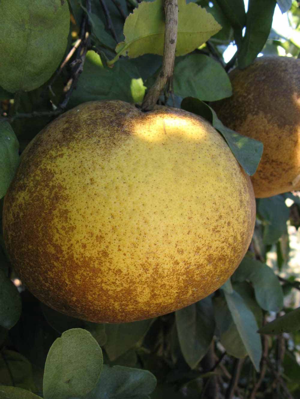            Fruit of  Citrus paradisi        (Navel,   Winter Haven, FL)   